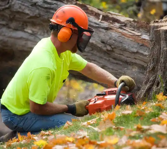 tree services Gloucester